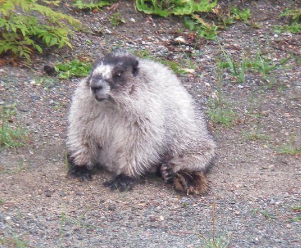 Photo of Marmota caligata by Aaron Baldwin